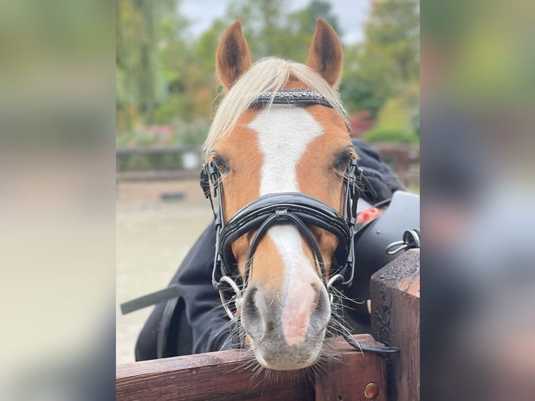 Welsh-C Ruin 20 Jaar 130 cm Palomino in Rotterdam