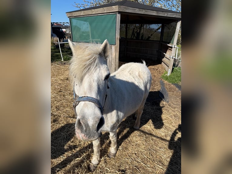 Welsh-C Mix Ruin 22 Jaar 140 cm Schimmel in Siemz-Niendorf