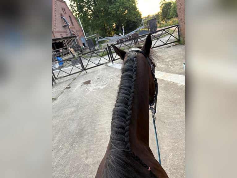 Welsh-C Ruin 22 Jaar 145 cm Bruin in Greven