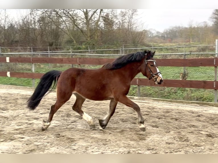 Welsh-C Ruin 3 Jaar 134 cm Bruin in Schaijk