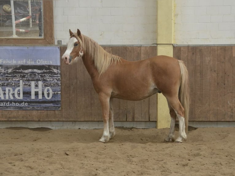 Welsh-C Ruin 3 Jaar 134 cm Vos in H&#xFC;ttblek