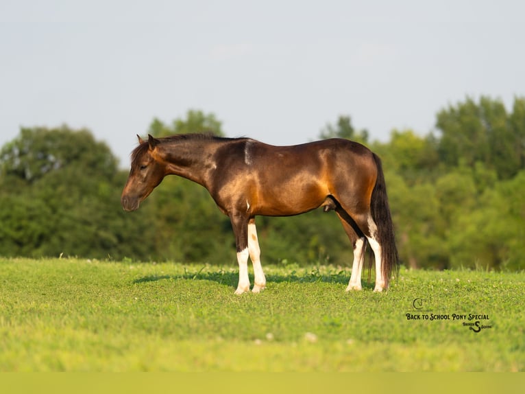 Welsh-C Mix Ruin 4 Jaar 117 cm Gevlekt-paard in Clover