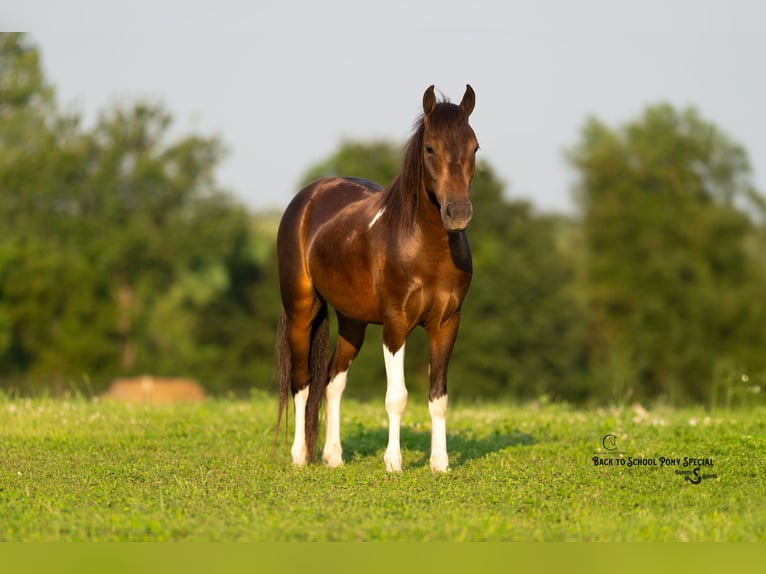 Welsh-C Mix Ruin 4 Jaar 117 cm Gevlekt-paard in Clover