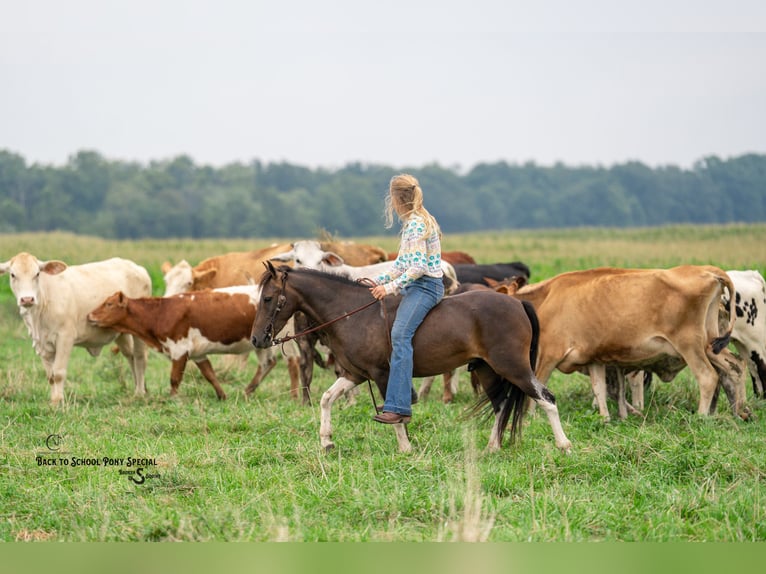 Welsh-C Mix Ruin 4 Jaar 117 cm Gevlekt-paard in Clover