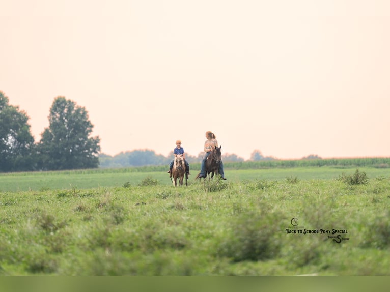 Welsh-C Mix Ruin 4 Jaar 117 cm Gevlekt-paard in Clover