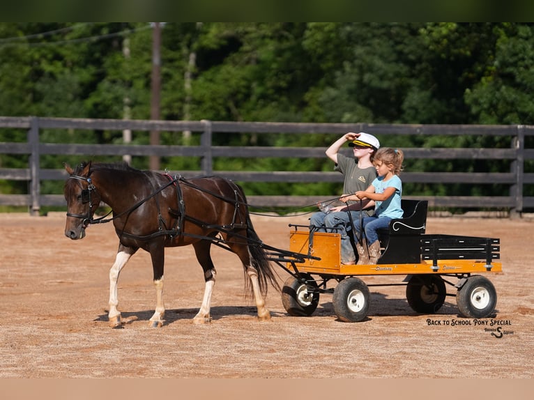 Welsh-C Mix Ruin 4 Jaar 117 cm Gevlekt-paard in Clover