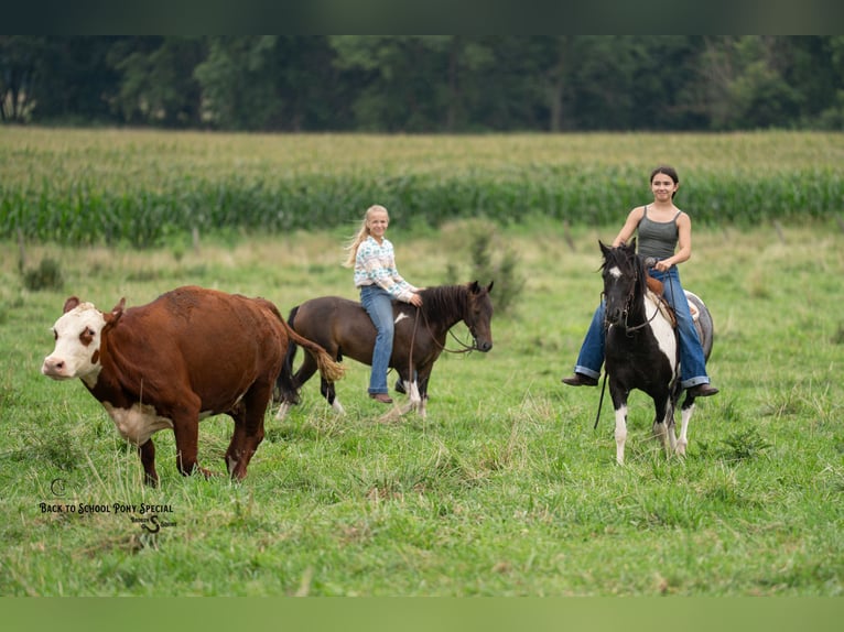 Welsh-C Mix Ruin 4 Jaar 117 cm Gevlekt-paard in Clover
