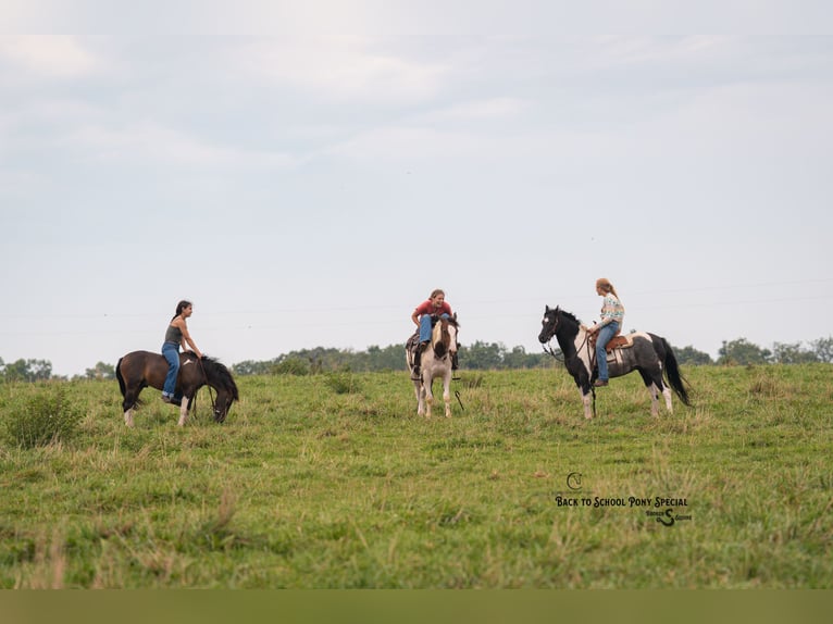 Welsh-C Mix Ruin 4 Jaar 117 cm Gevlekt-paard in Clover