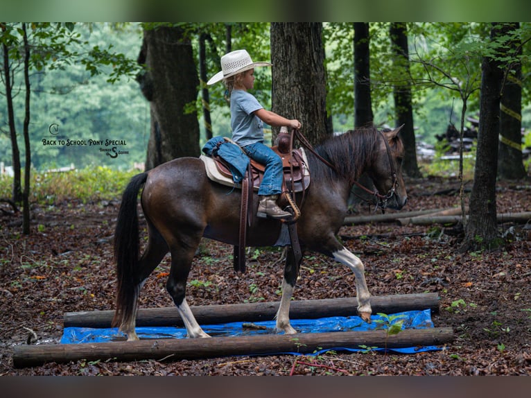 Welsh-C Mix Ruin 4 Jaar 117 cm Gevlekt-paard in Clover