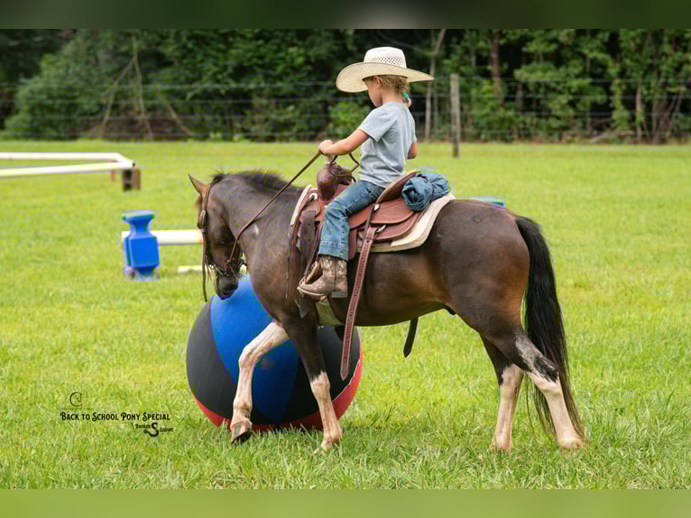 Welsh-C Mix Ruin 4 Jaar 117 cm Gevlekt-paard in Clover