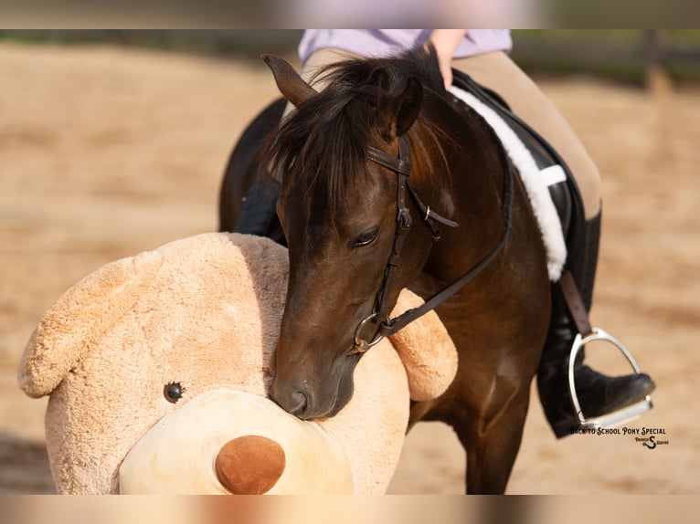 Welsh-C Mix Ruin 4 Jaar 117 cm Gevlekt-paard in Clover