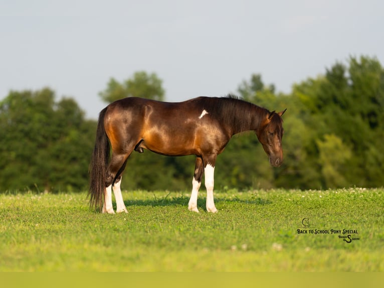 Welsh-C Mix Ruin 4 Jaar 117 cm Gevlekt-paard in Clover