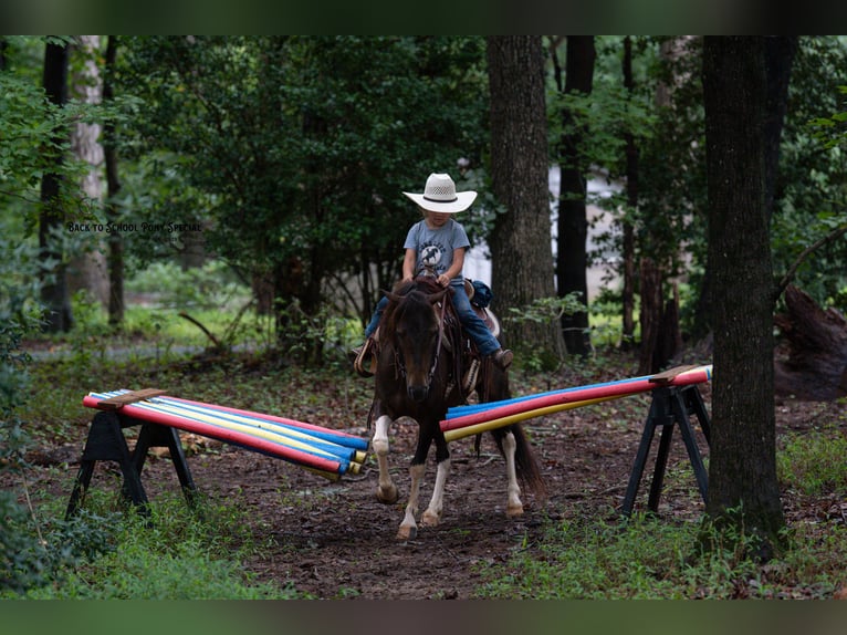 Welsh-C Mix Ruin 4 Jaar 117 cm Gevlekt-paard in Clover