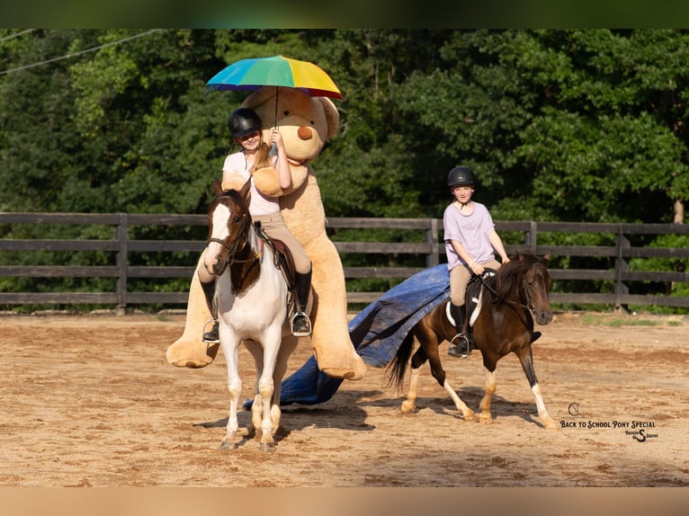 Welsh-C Mix Ruin 4 Jaar 117 cm Gevlekt-paard in Clover
