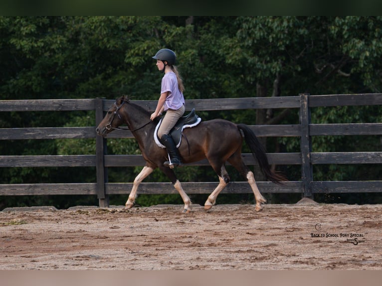 Welsh-C Mix Ruin 4 Jaar 117 cm Gevlekt-paard in Clover