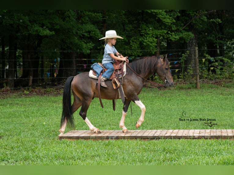 Welsh-C Mix Ruin 4 Jaar 117 cm Gevlekt-paard in Clover