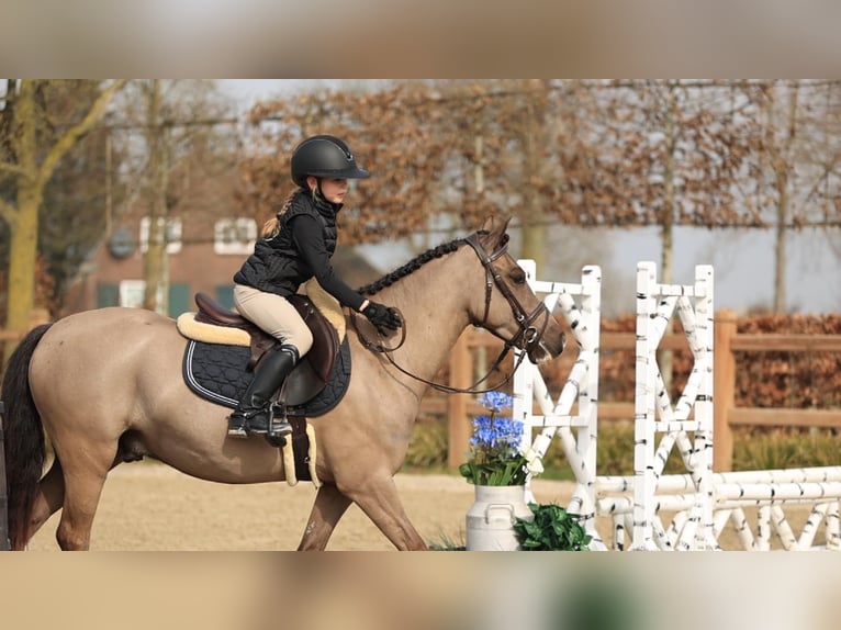 Welsh-C Ruin 4 Jaar 136 cm  in Oost West en Middelbeers