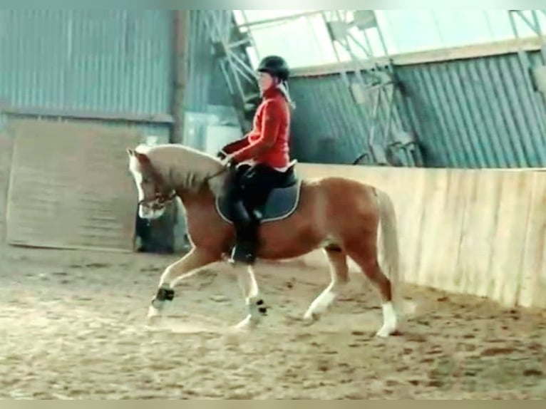 Welsh-C Ruin 4 Jaar 140 cm Vos in Schollene