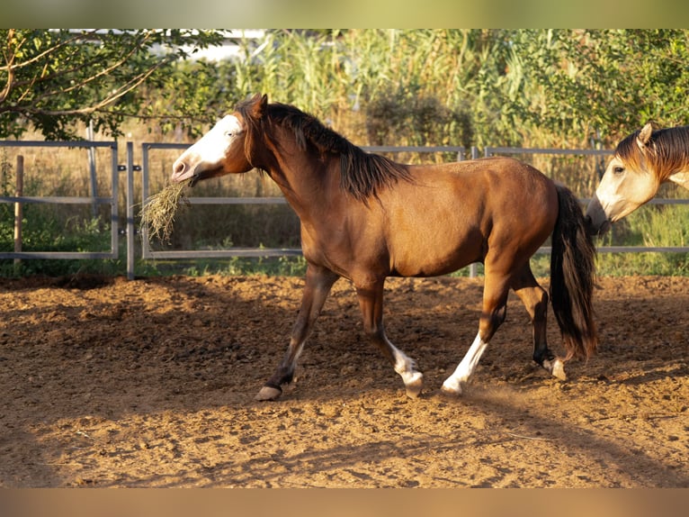 Welsh-C Mix Ruin 5 Jaar 130 cm Bruin in Valencia