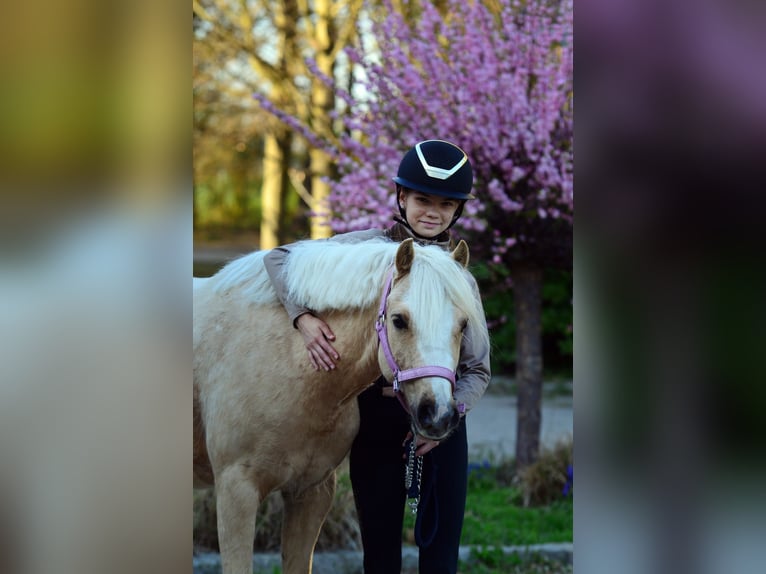 Welsh-C Ruin 5 Jaar 132 cm Palomino in Kicin