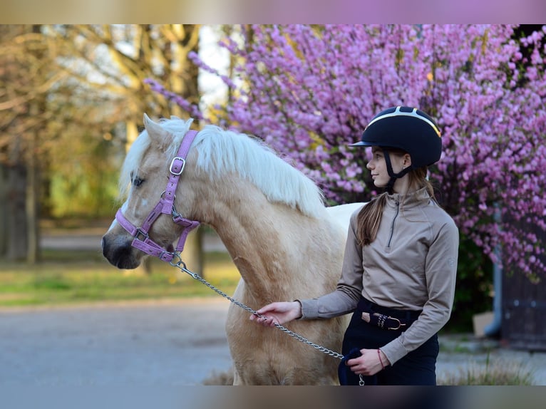 Welsh-C Ruin 5 Jaar 132 cm Palomino in Kicin