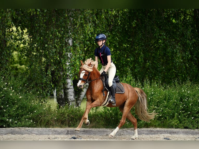 Welsh-C Ruin 5 Jaar 135 cm Vos in Poznań