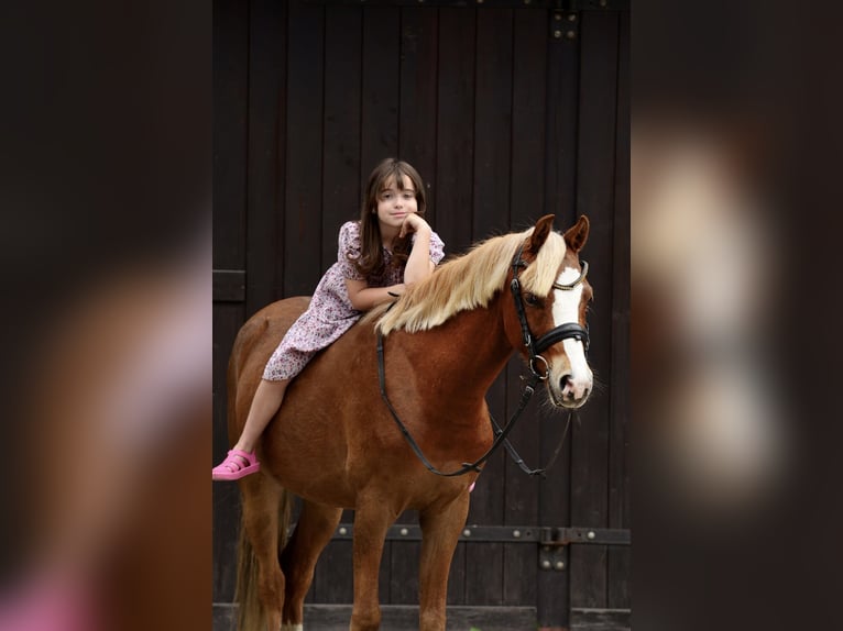 Welsh-C Ruin 5 Jaar 135 cm Vos in Poznań