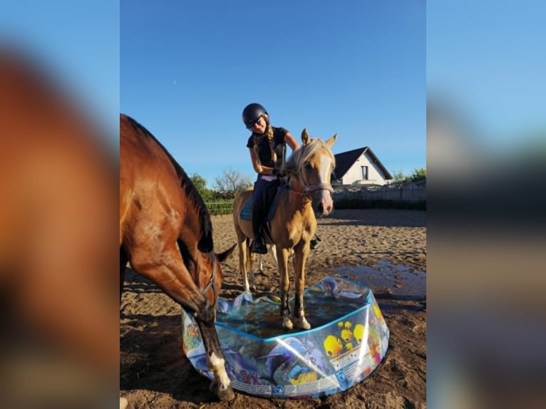 Welsh-C Ruin 5 Jaar 136 cm Palomino in Żnin