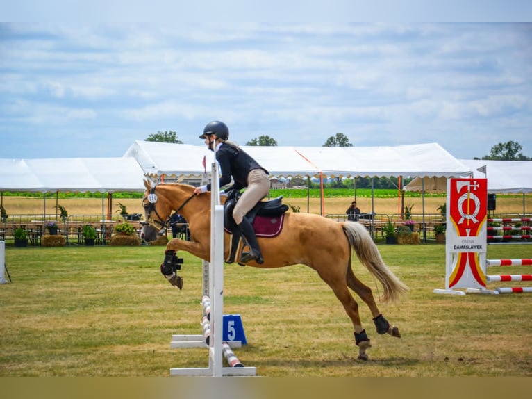 Welsh-C Ruin 5 Jaar 136 cm Palomino in Żnin