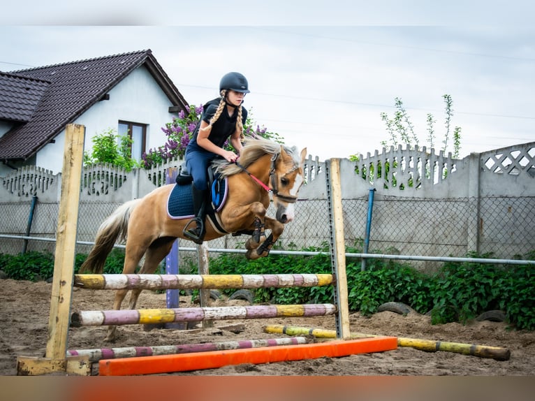 Welsh-C Ruin 5 Jaar 136 cm Palomino in Żnin