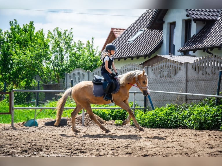Welsh-C Ruin 5 Jaar 136 cm Palomino in Żnin