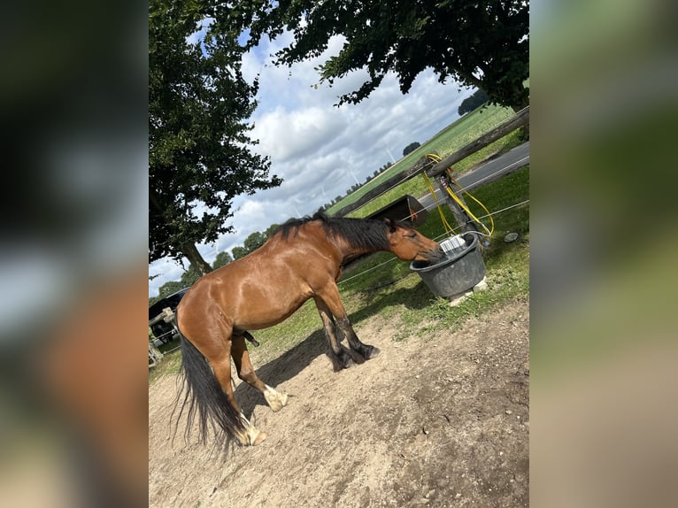 Welsh-C Ruin 5 Jaar 155 cm Bruin in Hermannsburg