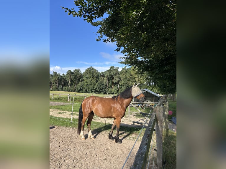 Welsh-C Ruin 5 Jaar 155 cm Bruin in Hermannsburg