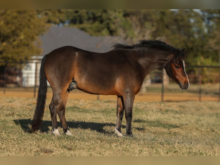Welsh-C Ruin 7 Jaar 112 cm Roodbruin in Cleburne