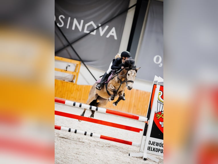 Welsh-C Ruin 7 Jaar 140 cm Buckskin in Bartąg