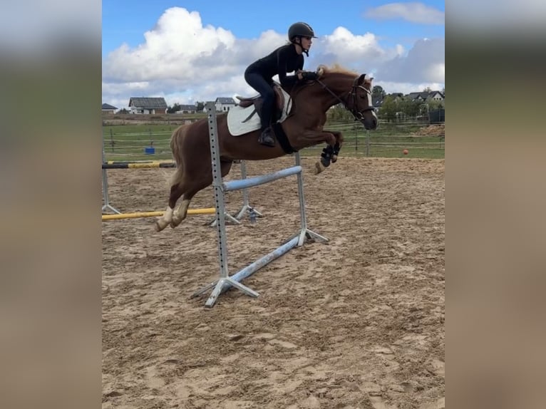 Welsh-C Ruin 8 Jaar 135 cm Vos in Czaple
