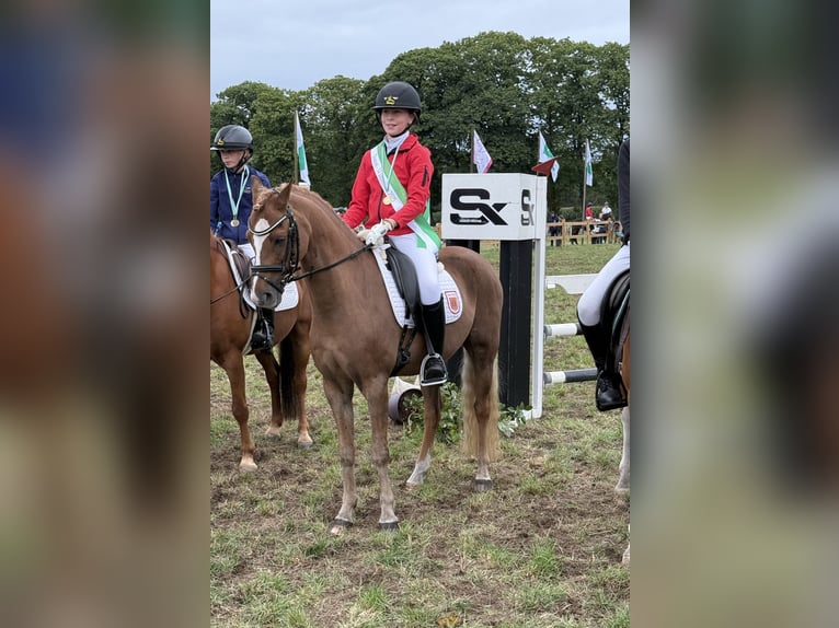 Welsh-C Ruin 9 Jaar 137 cm Roodbruin in Walem