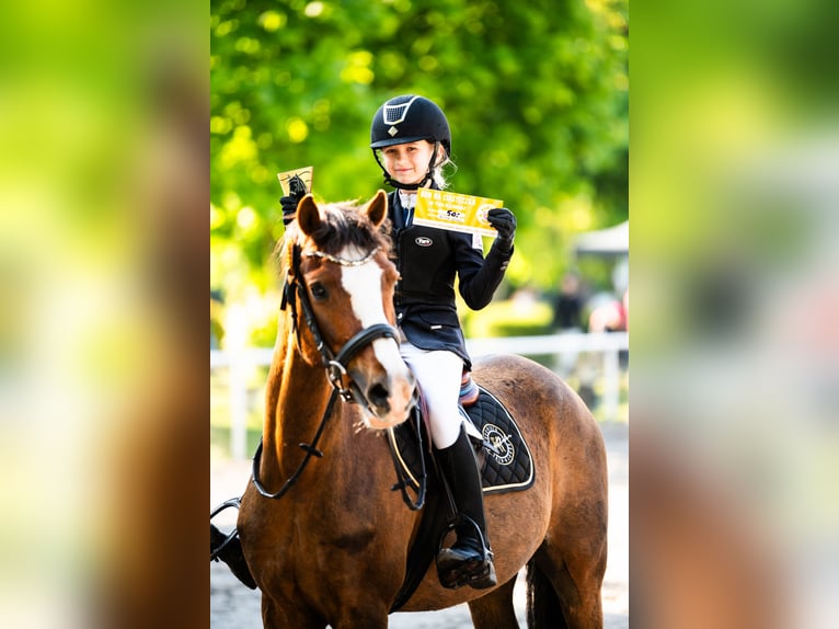 Welsh-C Ruin 9 Jaar 141 cm Donkere-vos in Podłęcze