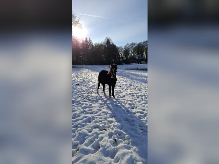 Welsh-C Mix Stallone 1 Anno 130 cm Morello in Uelsen