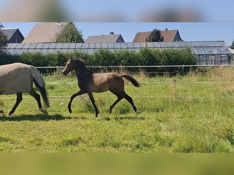 Welsh-C Stallone 1 Anno 140 cm Baio in Bockenem