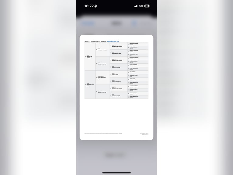 Welsh-C Stallone 2 Anni 127 cm Palomino in Hengelo (Gld)