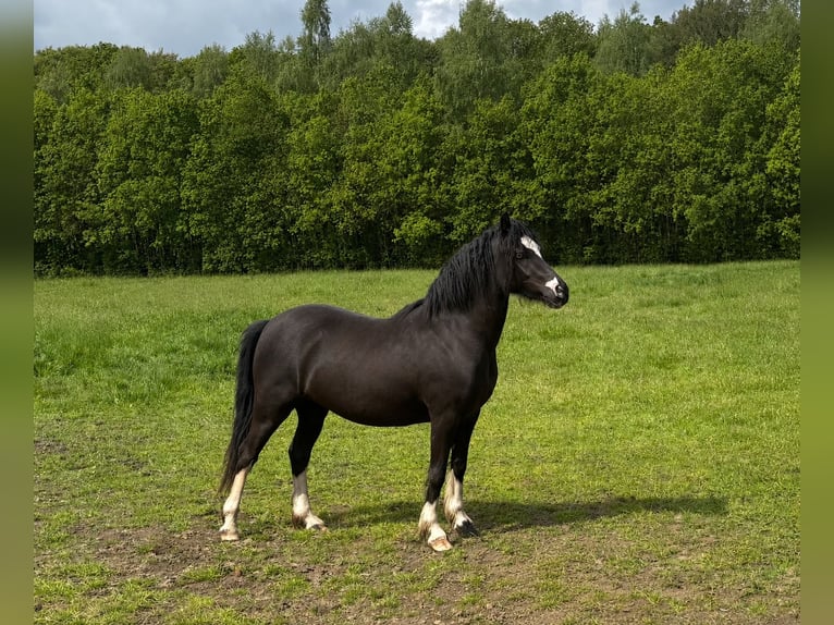 Welsh-C Stallone 2 Anni 135 cm Morello in Eefde