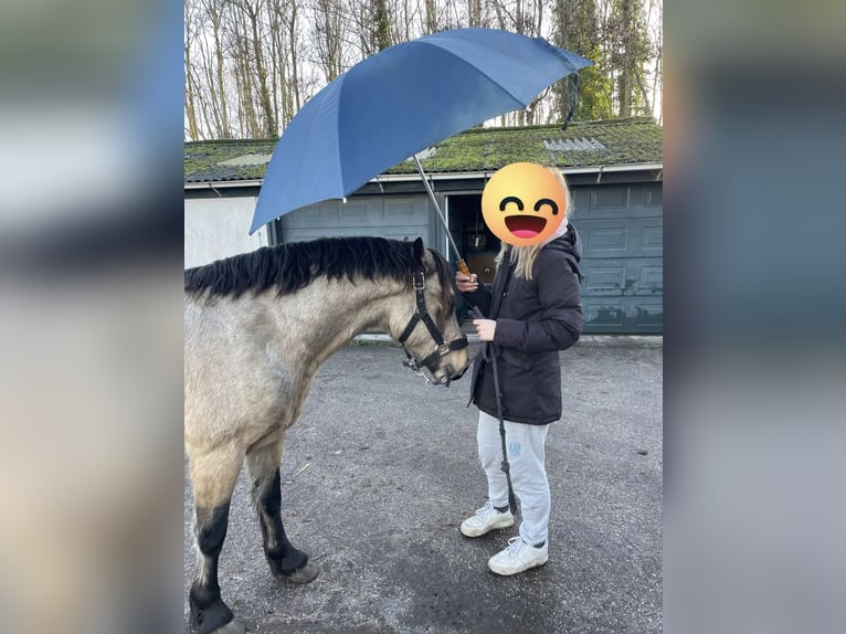 Welsh-C Stallone 3 Anni 134 cm Pelle di daino in Oostvoorne