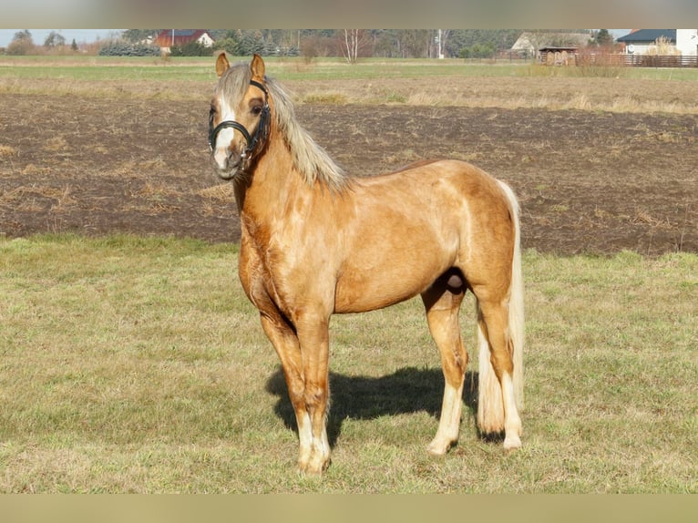 Welsh-C Stallone 5 Anni 132 cm Palomino in Wągrowiec
