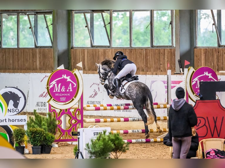 Welsh-C Mix Stallone 7 Anni 138 cm Grigio pezzato in Rīgas raj