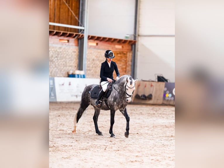 Welsh-C Mix Stallone 7 Anni 138 cm Grigio pezzato in Rīgas raj