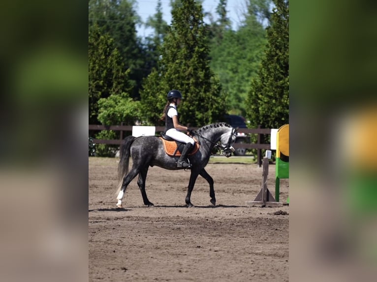 Welsh-C Mix Stallone 7 Anni 138 cm Grigio pezzato in Rīgas raj