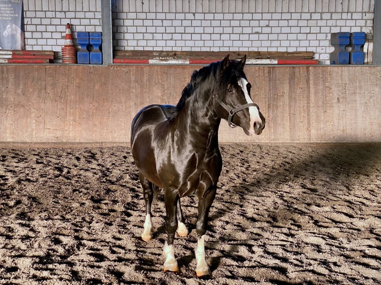 Welsh-C Stallone Morello in Meerbusch