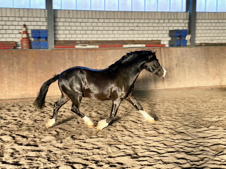 Welsh-C Stallone Morello in Meerbusch