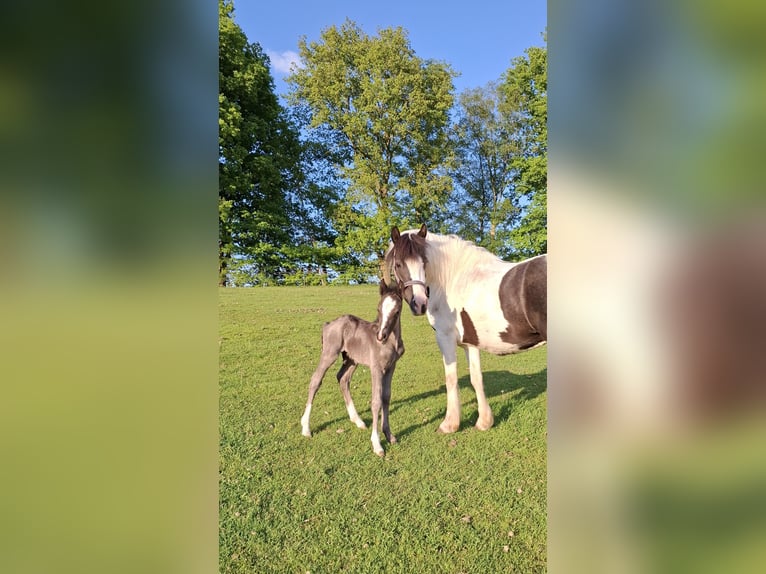Welsh-C Mix Stallone Puledri (05/2025) 135 cm Morello in Uelsen